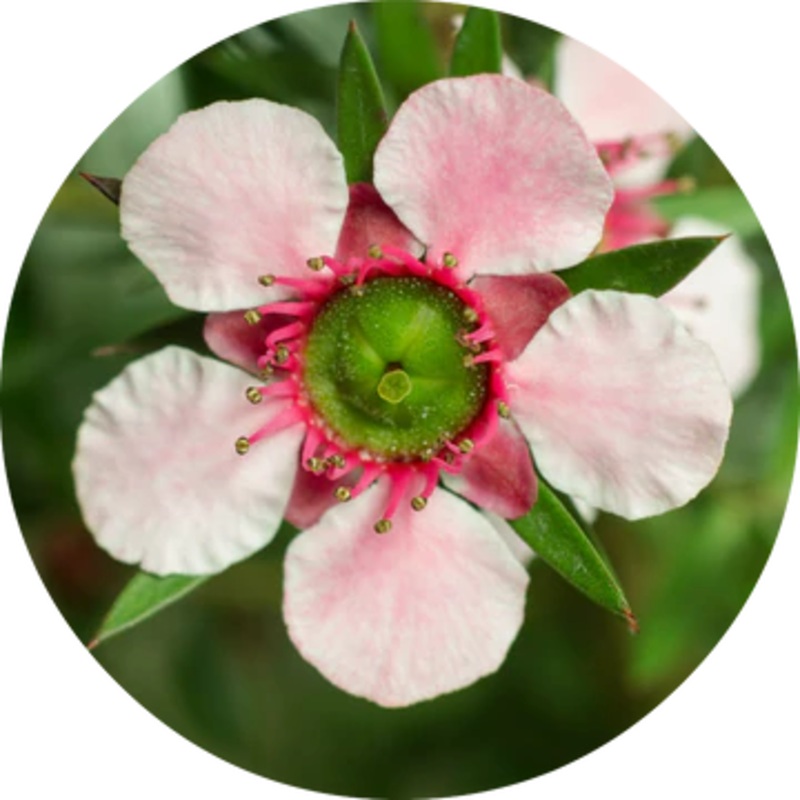 Manuka Essential Oil – Living Libations 5ml