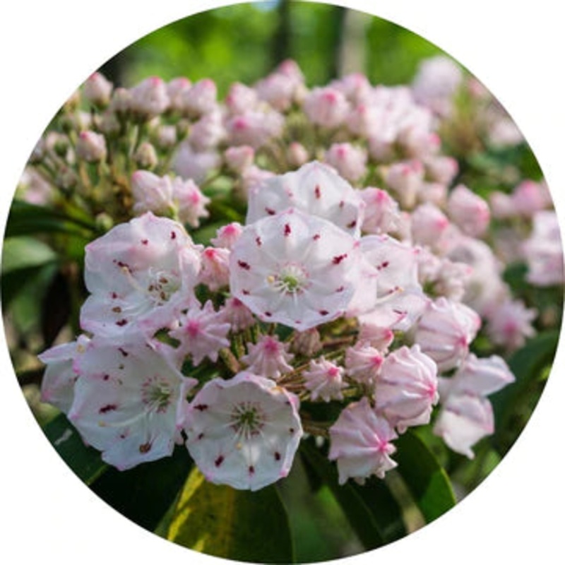 Laurel Essential Oil – Living Libations 5ml