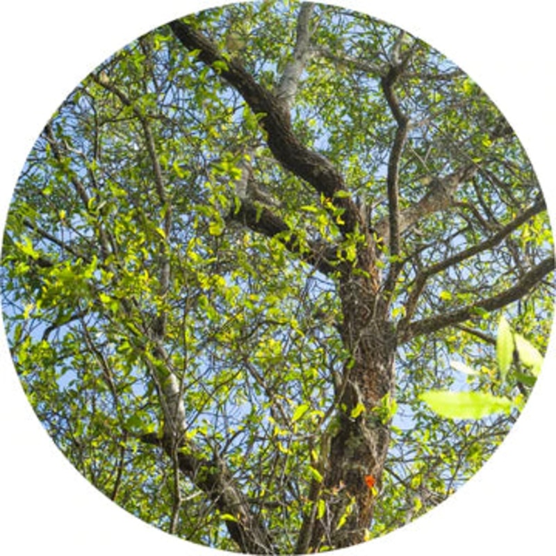 Pacific Island Sandalwood Essential Oil – Living Libations 5ml