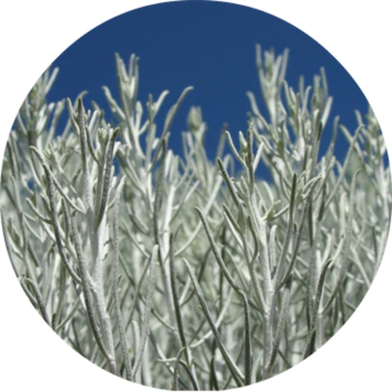 Sage Desert Essential Oil – Living Libations 5ml