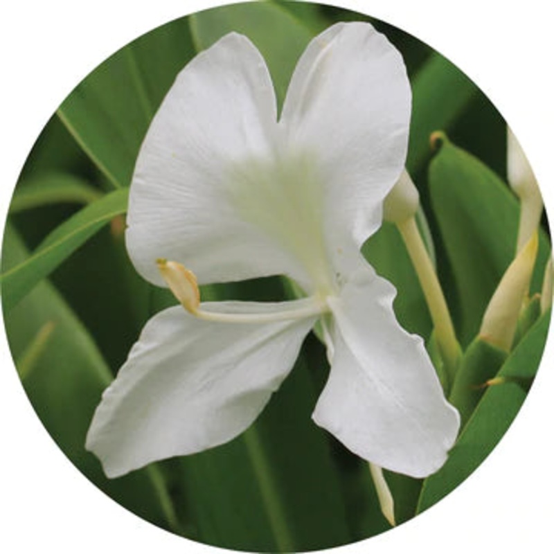 Gingerlily Over Vetiver Essential Oil – Living Libations 5ml