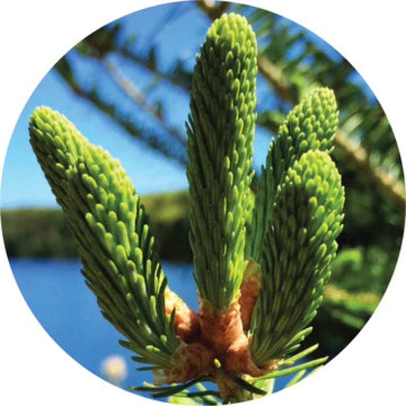 Spruce, Black Essential Oil – Living Libations 5ml