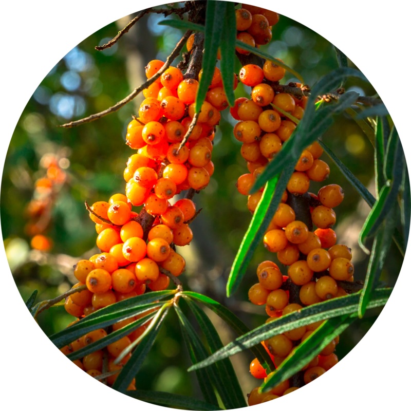 Seabuckthorn Carrier Oil – Living Libations 15ml