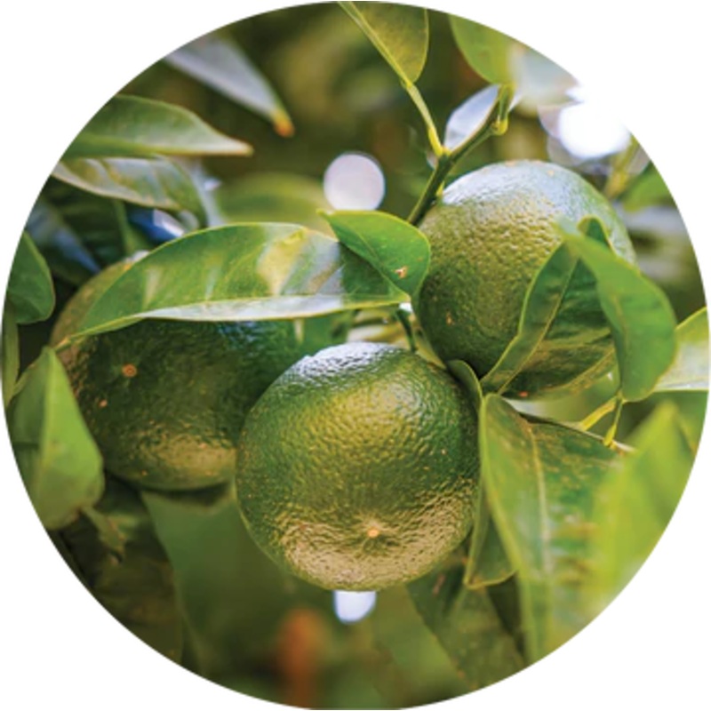 Tangerine Essential Oil – Living Libations 5ml