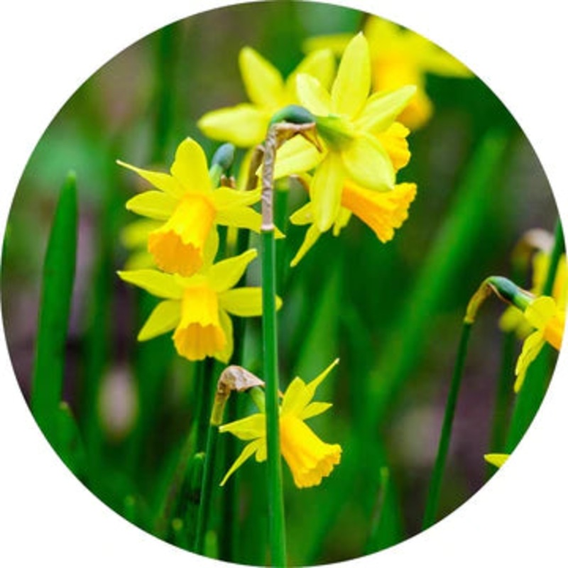 Jonquil Absolute – Living Libations 2.5ml