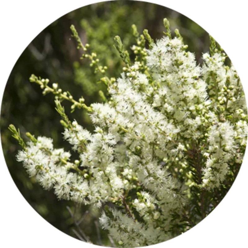 Rosalina Essential Oil – Living Libations 5ml