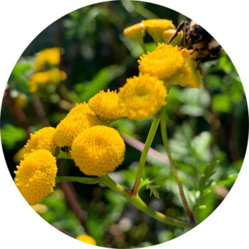 Tansy Blue Essential Oil – Living Libations 2.5ml