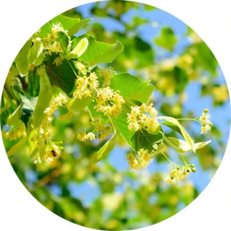 Linden Blossoms Essential Oil – Living Libations 5ml