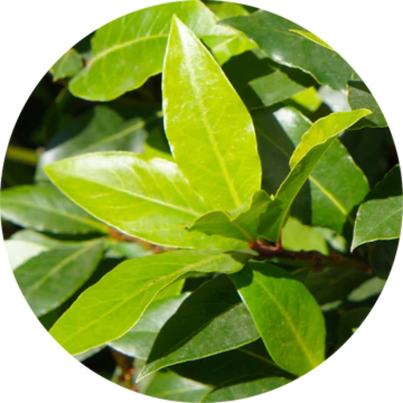 Moena Essential Oil – Living Libations 5ml