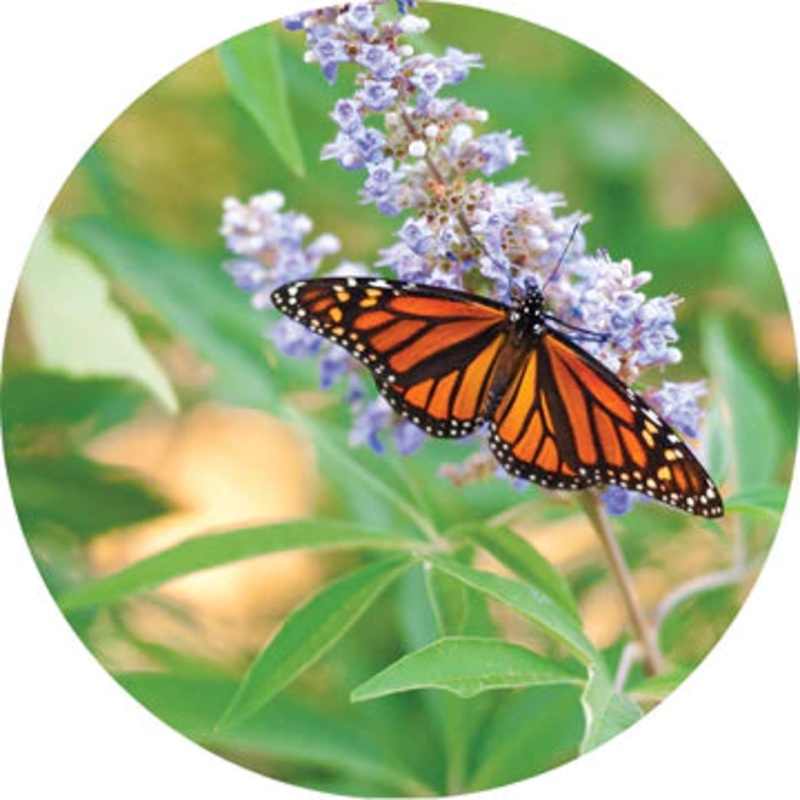 Vitex Berry Essential Oil – Living Libations 5ml