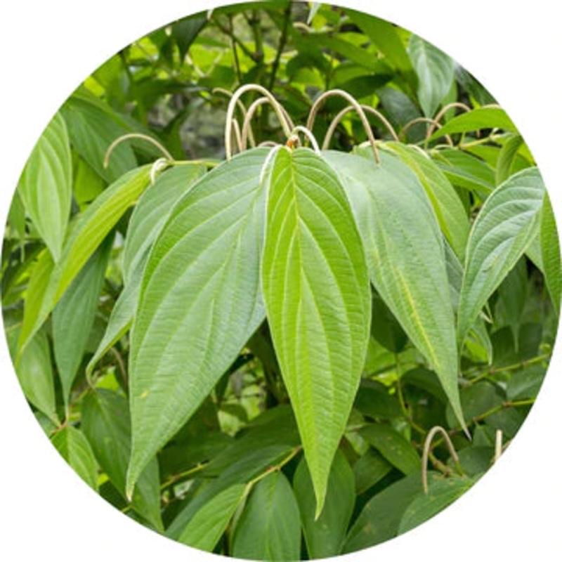 Matico Essential Oil – Living Libations 5ml