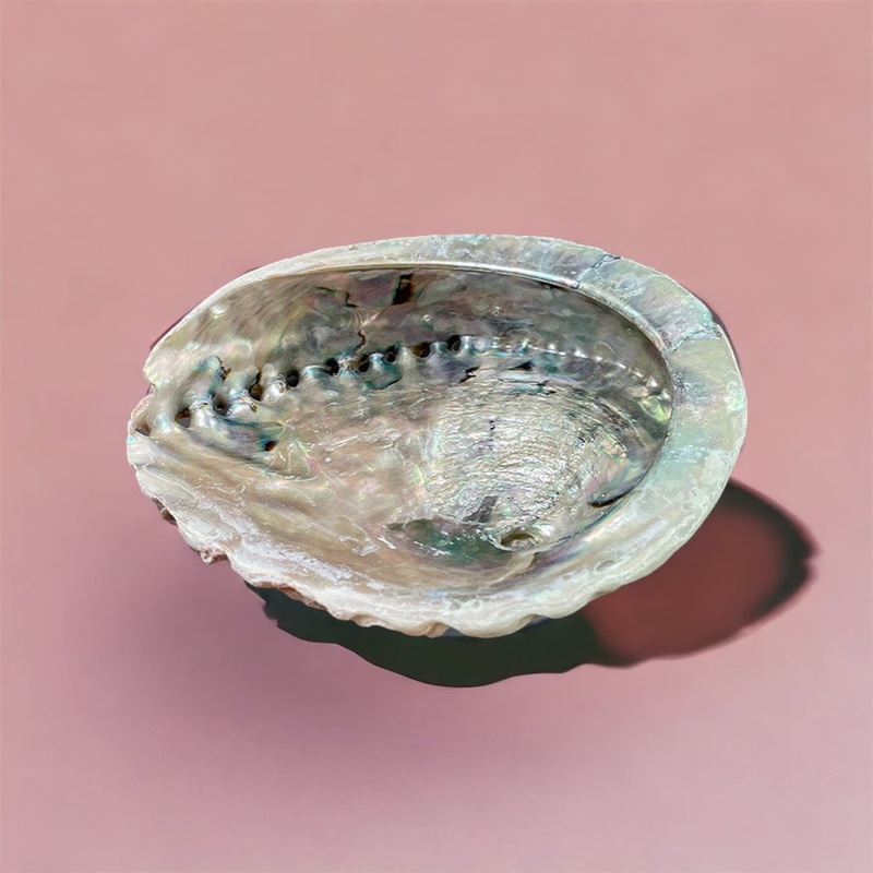 Abalone Shells (for smudging) Large 12-15cms
