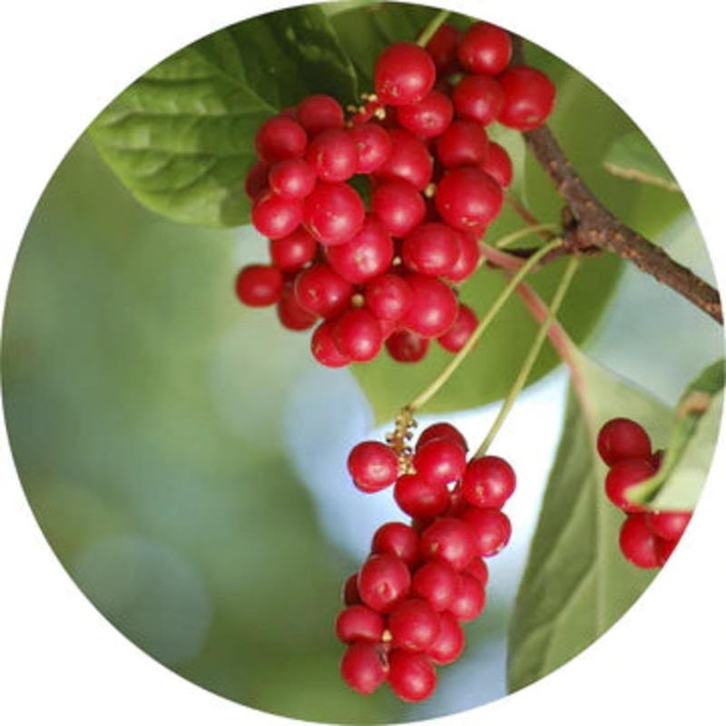 Schizandra Berry Essential Oil – Living Libations 5ml