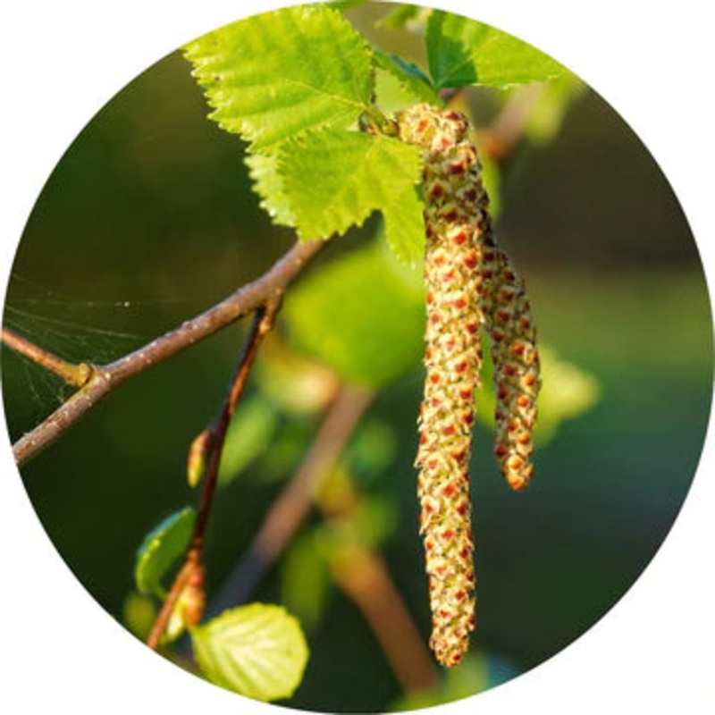 Sweet Birch Essential Oil – Living Libations 5ml