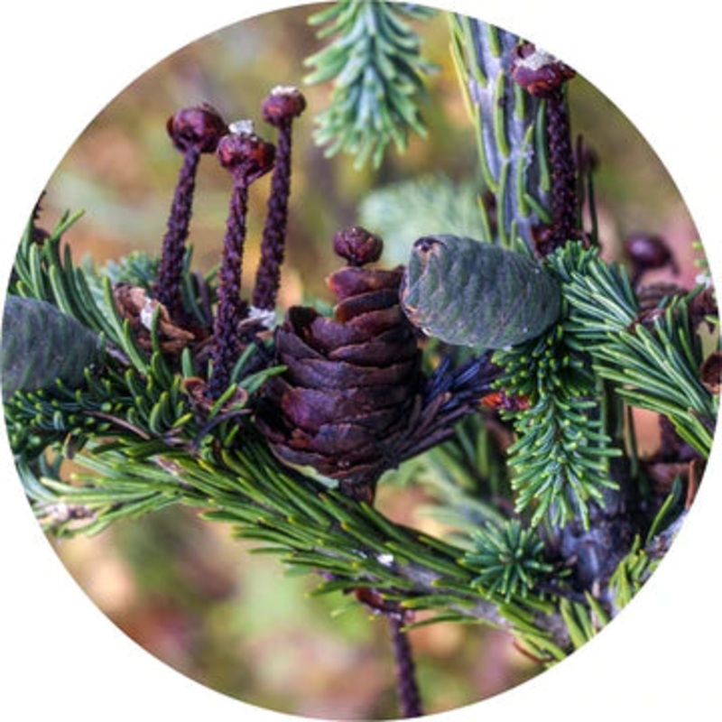 Fir, Siberian Essential Oil – Living Libations 5ml